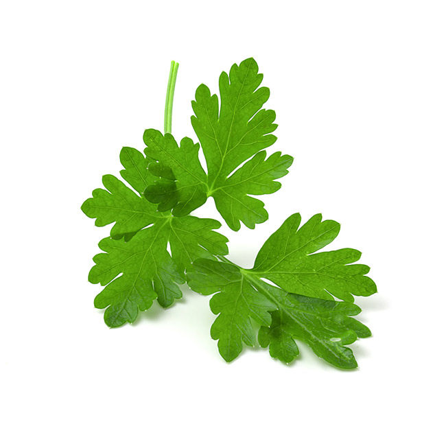 cilantro